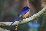 White-rumped Shama